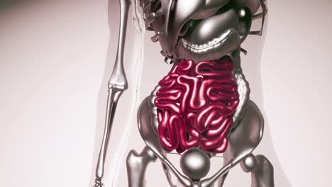 Modelo-De-Intestino-Humano-Con-Todos-Los-órganos-Y-Huesos
